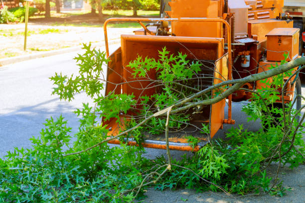 The Steps Involved in Our Tree Care Process in Guernsey, WY